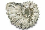 Bumpy Ammonite (Douvilleiceras) Fossil - Madagascar #277179-1
